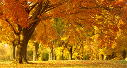 الحديقة في الخريف