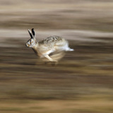 الأرنب البري