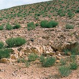 صحراء حجرية