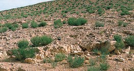 صحراء حجرية