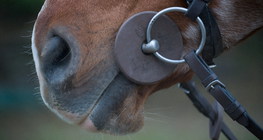 لجام في فم الحصان