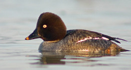 ذهبية العين المألوفة (أنثى)