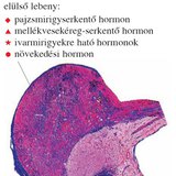 Az agyalapi mirigy és hormontermelése