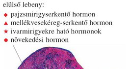 Az agyalapi mirigy és hormontermelése