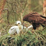 حوام السهول يطعم صغاره