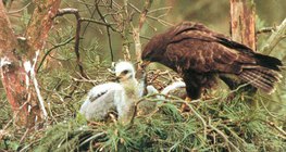 حوام السهول يطعم صغاره