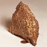 حجر جيري شعابي