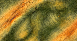 طيات جلد الإصبع البشري في ضوء مستقطب