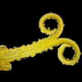 زهرة من أزهار الطرخشقون المخزني المركبة (في ضوء أبيض مع خلفية سوداء)