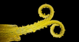 زهرة من أزهار الطرخشقون المخزني المركبة (في ضوء أبيض مع خلفية سوداء)