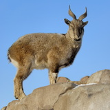 شامواه