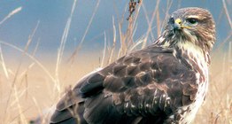 حوام السهول