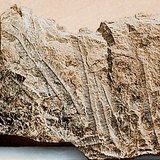 حجر جيري بحري أحفوري