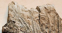 حجر جيري بحري أحفوري