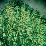 شجيرة القراص