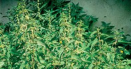 شجيرة القراص