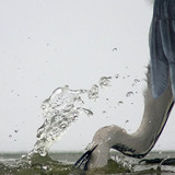 بلشون رمادي يصطاد السمك