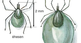 Kullancs méretei éhesen és jóllakottan