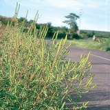 عشبة الرجيد