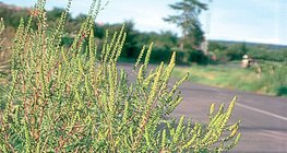 عشبة الرجيد