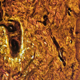 مقطع عرضي في جلد الإصبع البشري