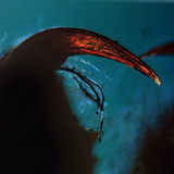 القرون الكلابية للعنكبوت مع وجود مخالب سامة