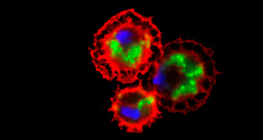 كريات دم ذبابة الفاكهة (باللون الأحمر) تلتهم البكتيريا (باللون الأخضر)