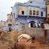 شارع في الهند