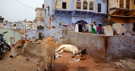 شارع في الهند