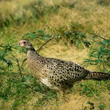تدرج (أنثى)