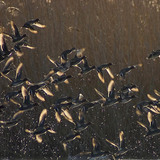 طيور البركة