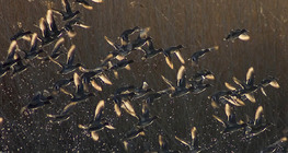 طيور البركة