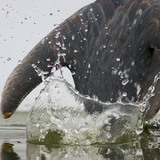 بلشون رمادي يصطاد السمك