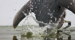 بلشون رمادي يصطاد السمك