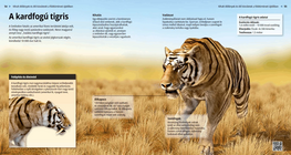 النمر ذو األسنان السيفية