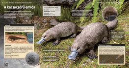 بالنبوس منقار البطة