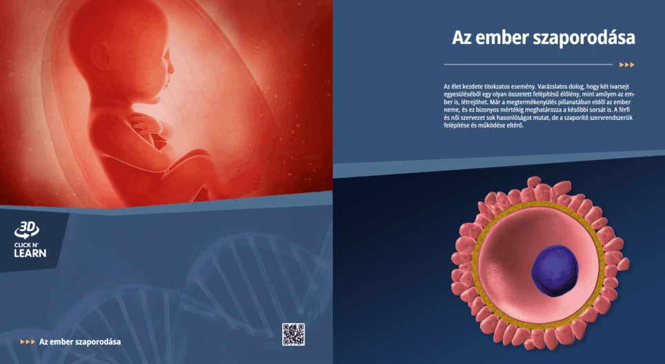 التكاثر البشري