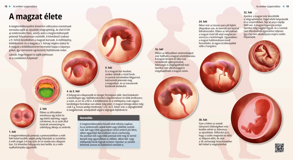 حياة الجنين