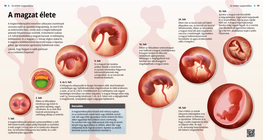 حياة الجنين