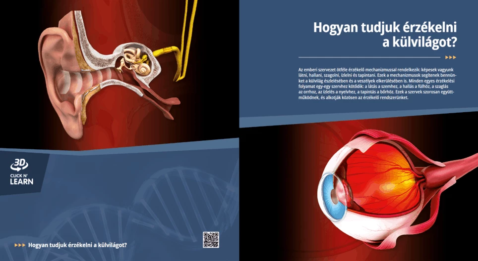كيف نشعر بالعالم من حولنا؟