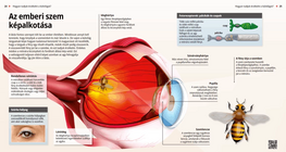 آلية الرؤية