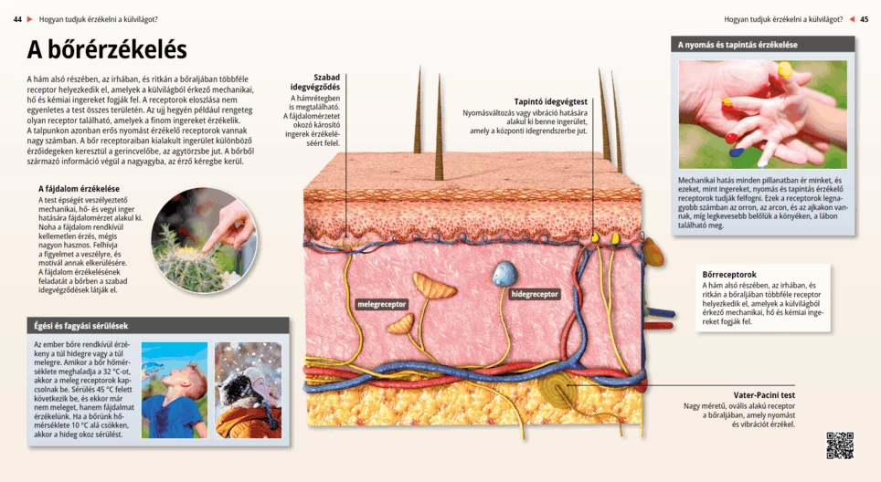 الحواس الجلدية