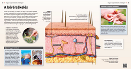 الحواس الجلدية