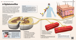 منعكس اإلنسحاب