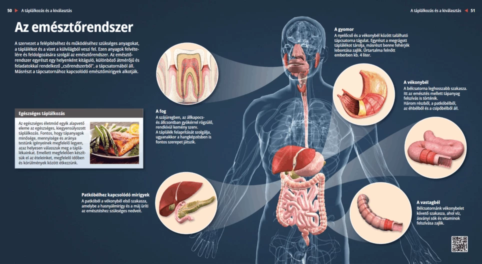 الجهاز الهضمي