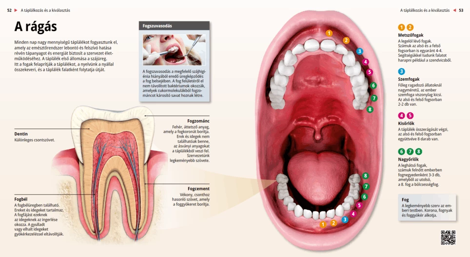 المضغ و األسنان