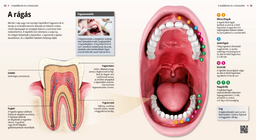 المضغ و األسنان