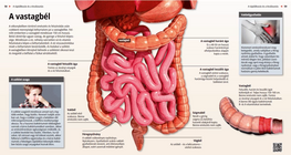 األمعاء الغليظة