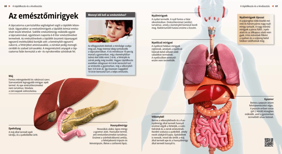 الغدد الهضمية