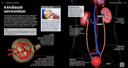 الجهاز البولي